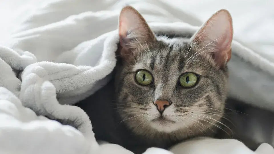 Cat hiding under a blanket