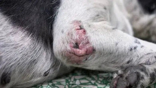 Mange On Dogs Elbow