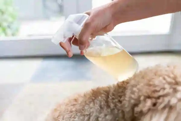 Spraying Home Itch Remedy On Dog