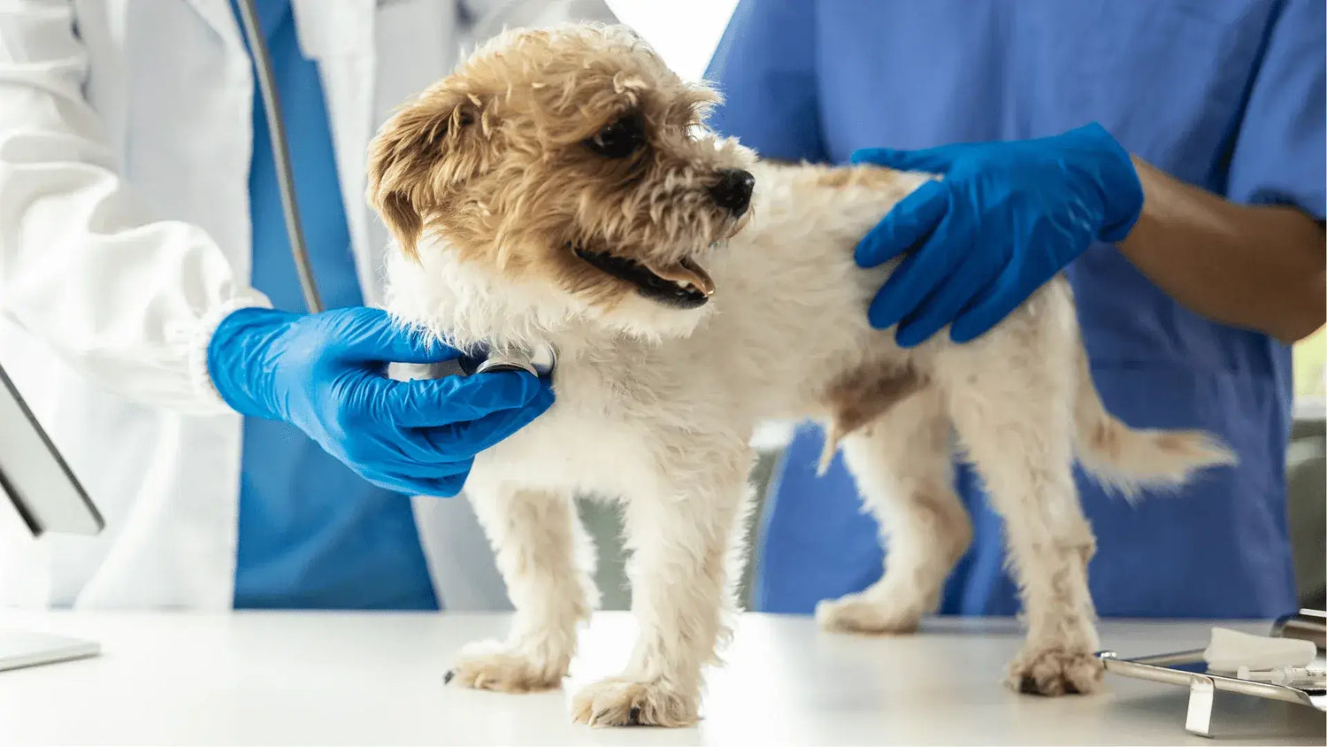 Veterinarian Treating Hot Spot On Dog
