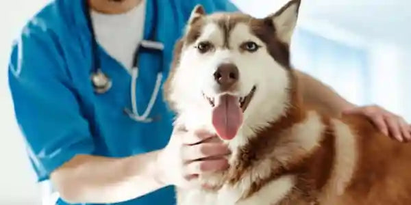 Veterinarian Treating A Husky