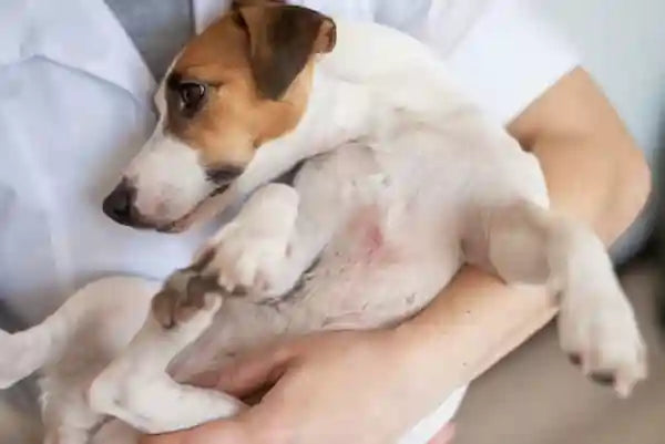 Veterinarian Holding Dog With Skin Infection