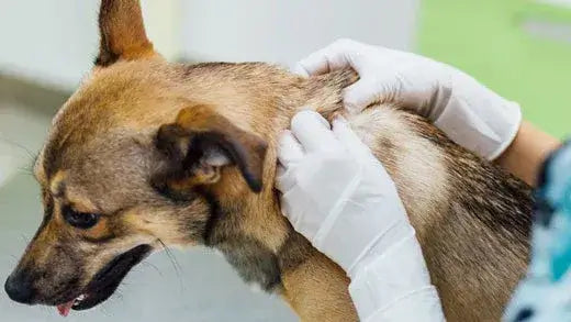 Veterinarian Treating Hot Spot On Dog