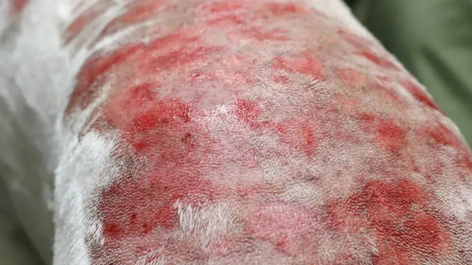 Pyoderma on dogs back