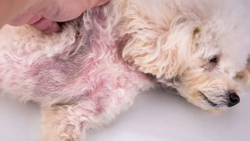 Yeast infection on dogs belly