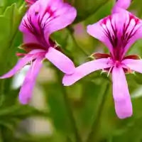 African Geranium Photo