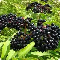 Black Elderberry Photo