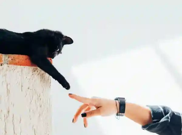 Woman Playing With Cat