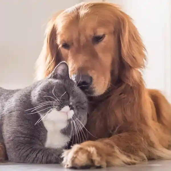 Dog & Cat Comfortable and Cuddling