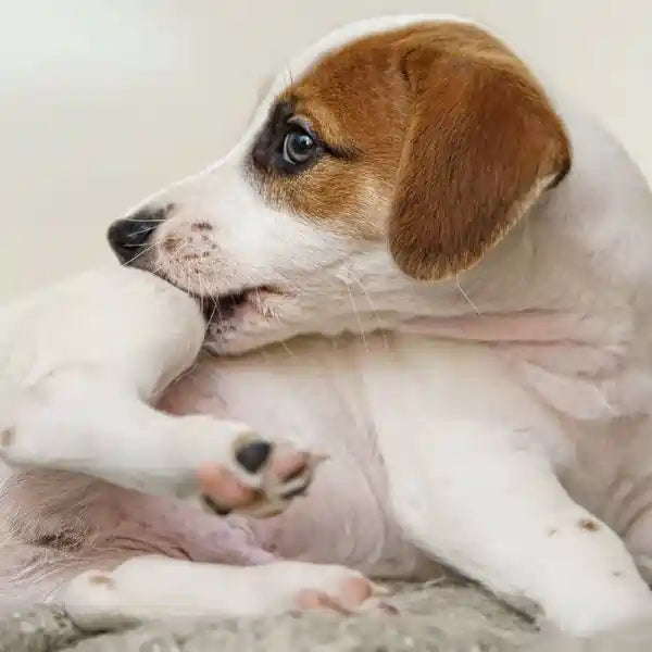 Dog Itching & Biting