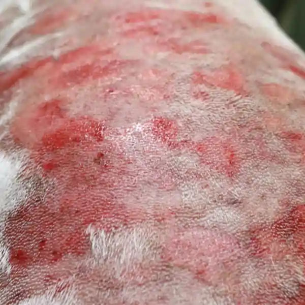 Dog With Mange On Back