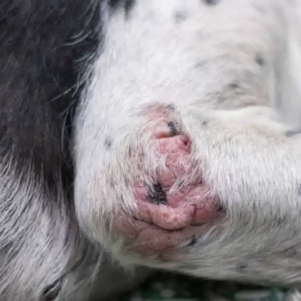 Dog With Pyoderma On Elbow