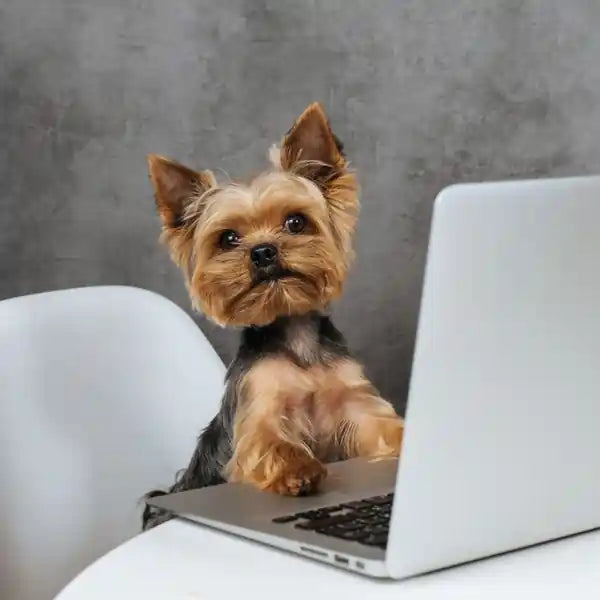 Cute Dog On Laptop