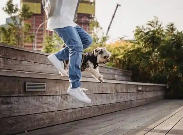 Man Playing With Dog Outside On Stairs