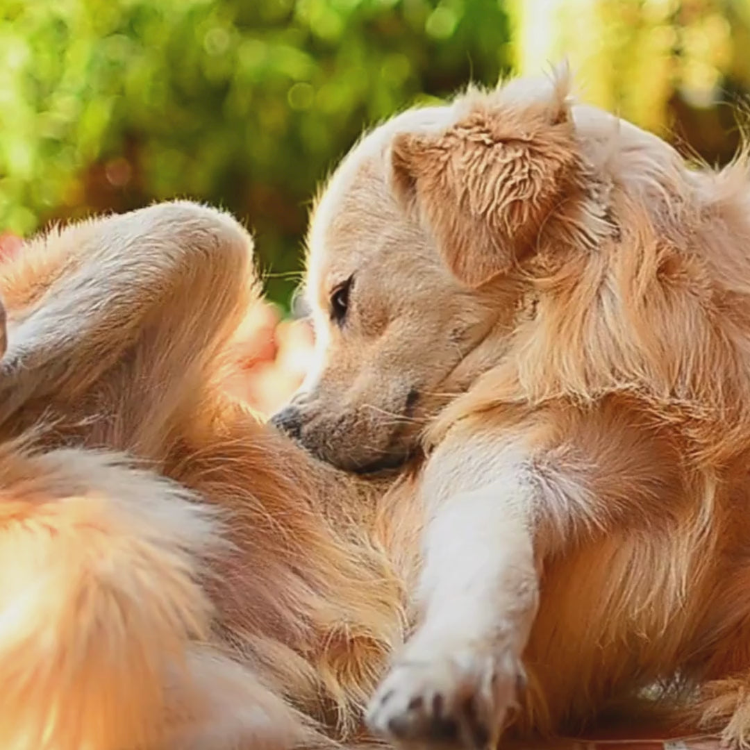 ClearFur Natural Hot Spot & Itch Relief Skin Cream for Dogs & Cats