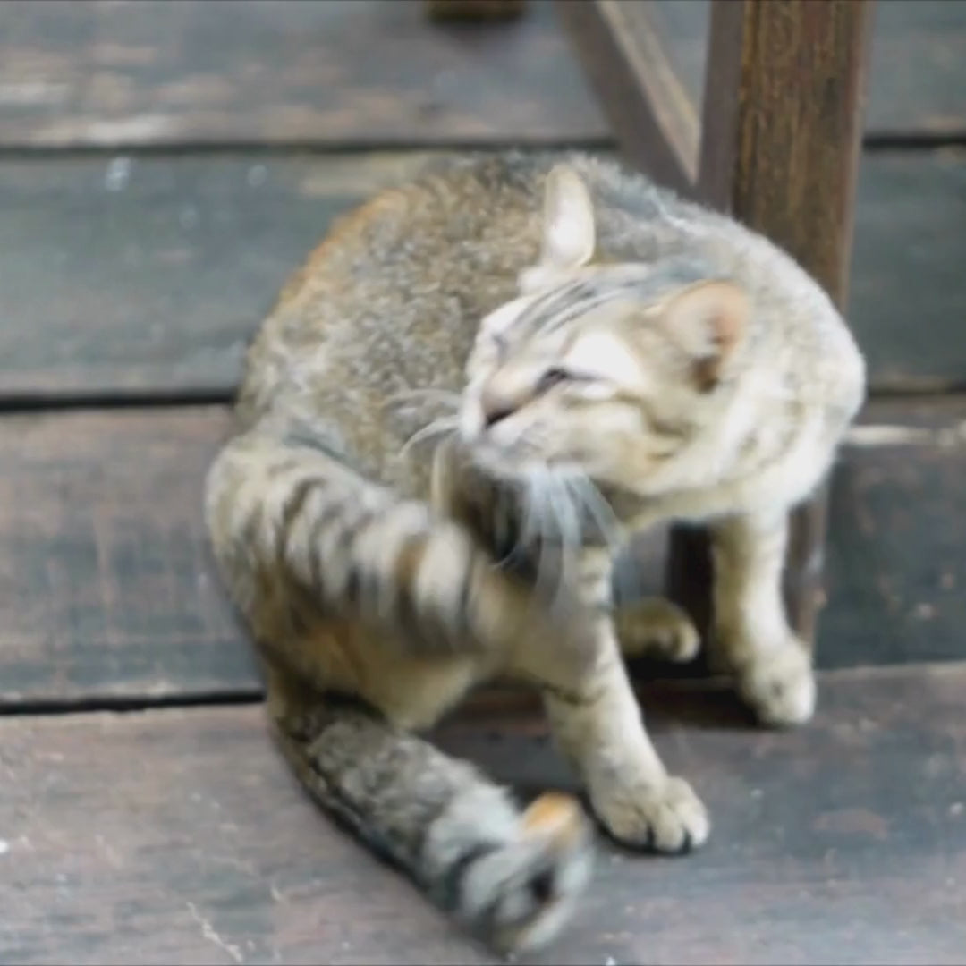 ClearFur Natural Hot Spot & Itch Relief Skin Cream for Dogs & Cats