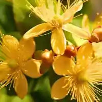 St. John's Wort Ingredient Photo