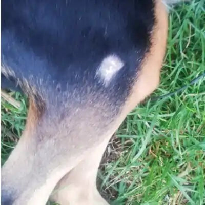 ClearFur Clinical Study Result Photo | Subject A Day 1