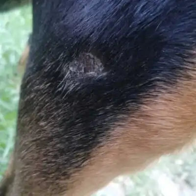 ClearFur Clinical Study Result Photo | Subject A Day 27