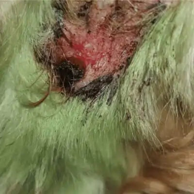 ClearFur Clinical Study Result Photo | Subject B Day 1