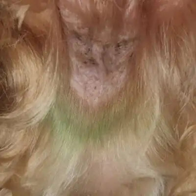 ClearFur Clinical Study Result Photo | Subject B Day 15