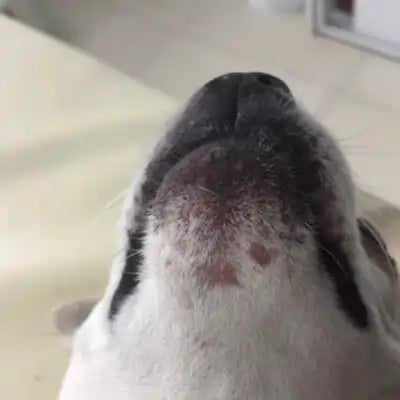 ClearFur Clinical Study Result Photo | Subject C Day 1