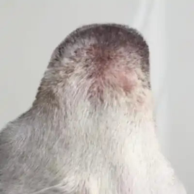 ClearFur Clinical Study Result Photo | Subject C Day 46