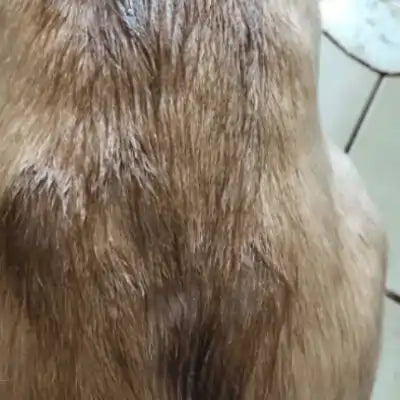 ClearFur Clinical Study Result Photo | Subject D Day 1