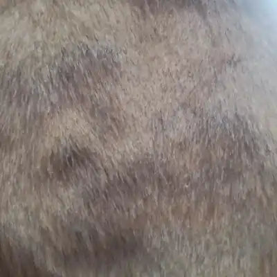 ClearFur Clinical Study Result Photo | Subject D Day 59