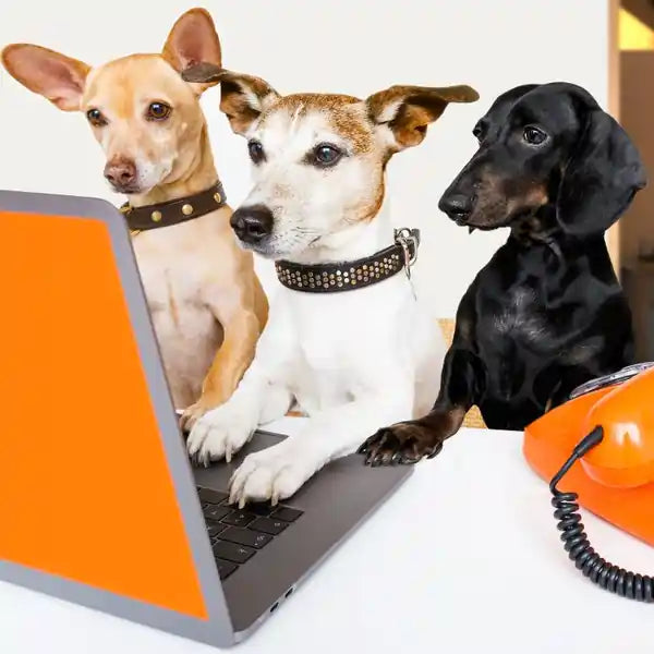 Three Dogs On An Orange Laptop