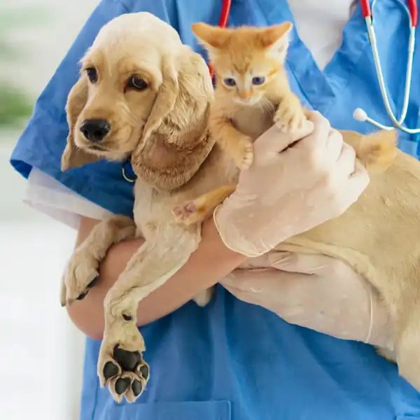 Vet Holding Puppy And Kitten