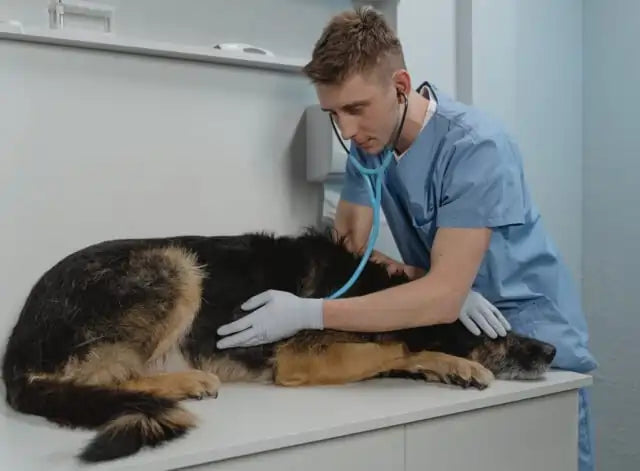 Veterinarian Treating Dog With ClearFur