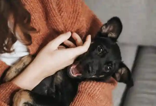 Woman Holding A Dog