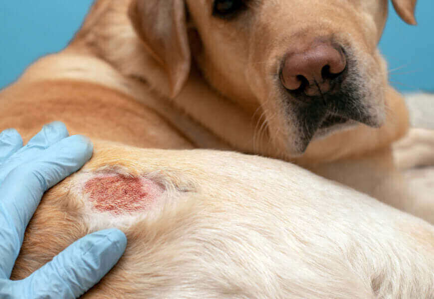 How To Treat Dog Hot Spots | Effective Solutions for Treating Dog Hot Spots with ClearFur