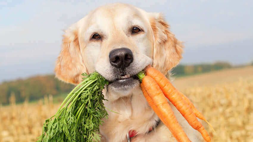 The Role of Diet in Preventing Hot Spots on Dogs