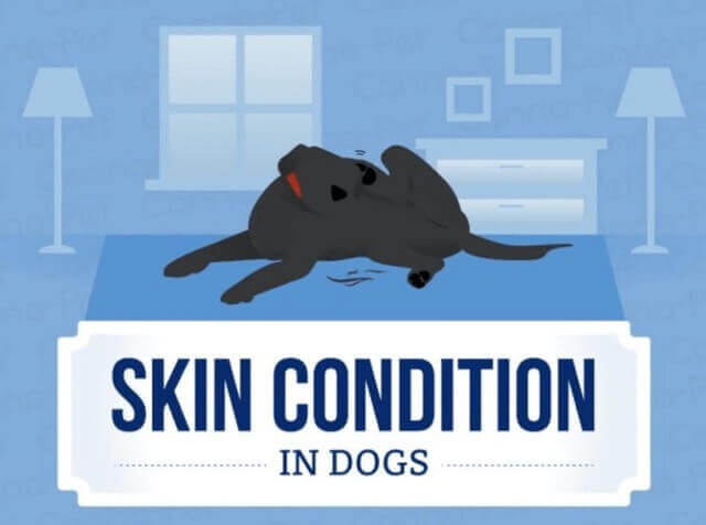 Skin Conditions In Dogs: Infographic