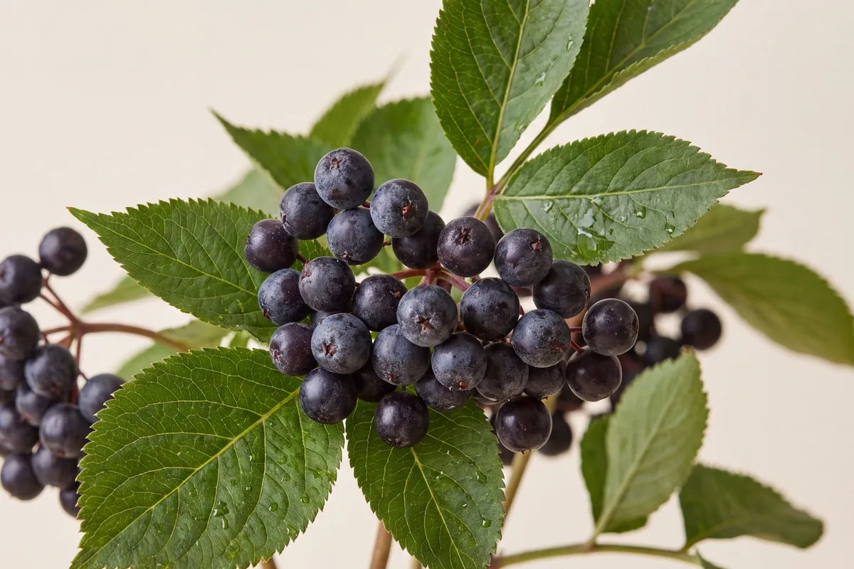 Fresh black elderberries on the branch, a natural antioxidant ingredient for pet skin health
