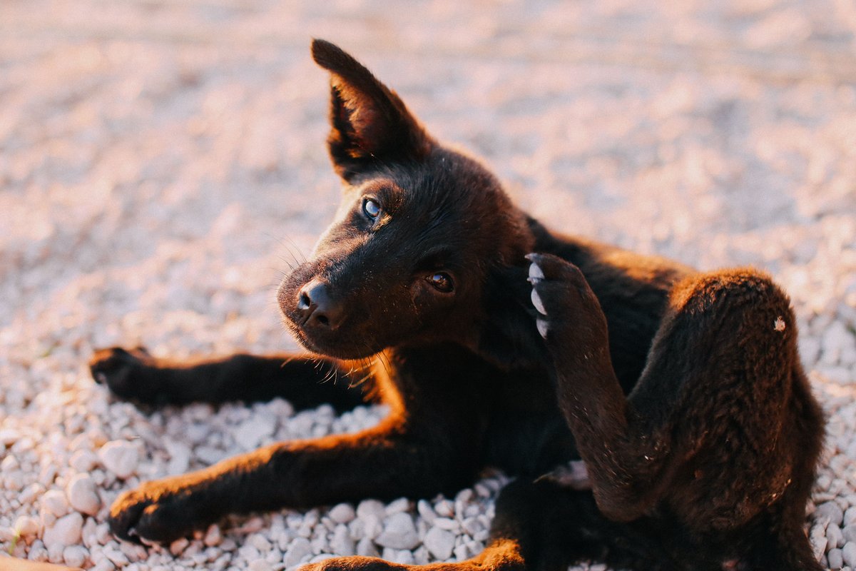 Black puppy scratching its neck with a hind paw while lying on pale gravel, a common sign of dry, itchy skin in dogs