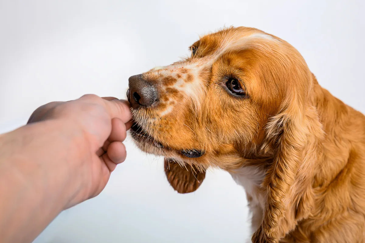 Dog gently taking something from a person's hand, illustrating antibiotic use and resistance in pet skin health