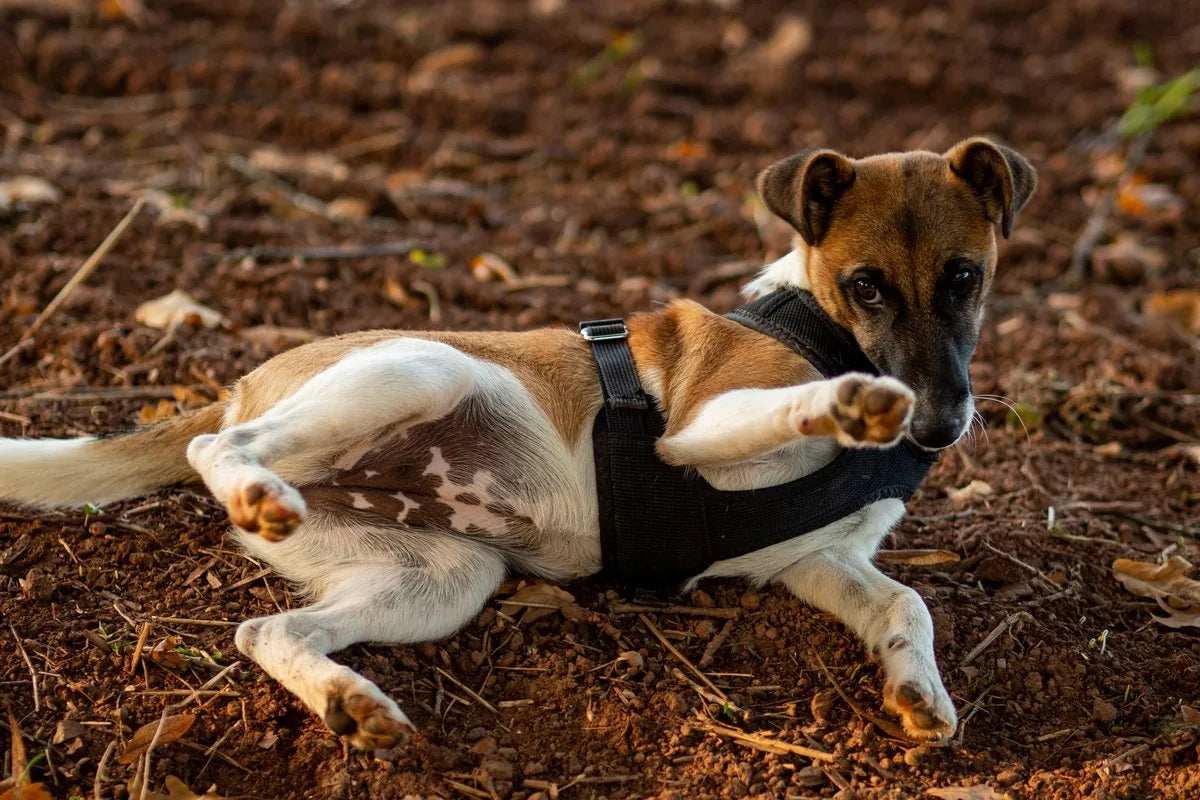 Dog rolling on the ground outdoors, a common sign of itchy skin from fall seasonal allergies